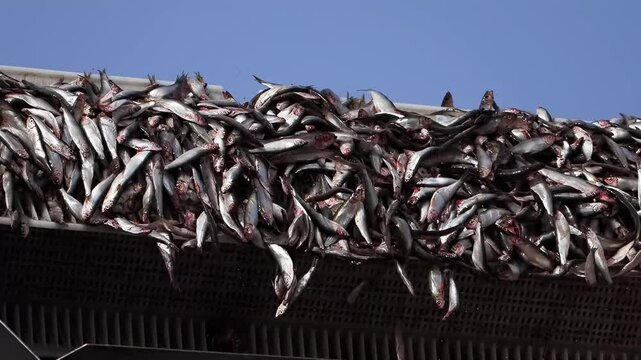 loading fish from a fishing vessel for further transportation to a fish processing plant, slow motion
