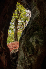 Autumn trees between the hole in the bark of a tree