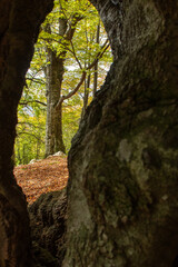 Fototapeta premium Autumn trees between the hole in the bark of a tree
