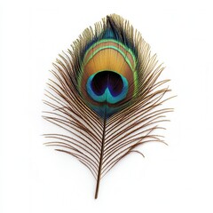 Obraz premium Vibrant Peacock Feather Isolated on White Background Detailed Macro Photography of Exotic Bird Plumage