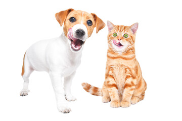 Jack Russell Terrier puppy and Scottish Straight kitten licking isolated on a white background