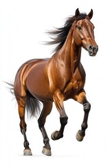 Obraz premium Stunning Chestnut Horse in Motion High-Resolution Image of a Running Horse with Flowing Mane and Tail on White Background
