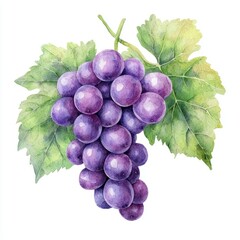Vibrant Purple Grapes Isolated on White Background with Lush Green Leaves, Perfect for Illustrative Use or Food-Related Themes in Artistic Design Projects