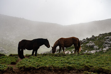 Obraz premium Two horses eat grass forming a heart