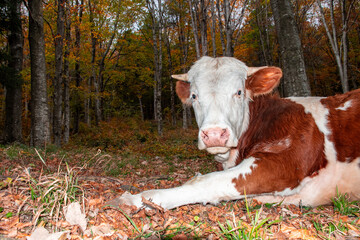 Portrait of a cow in the woods