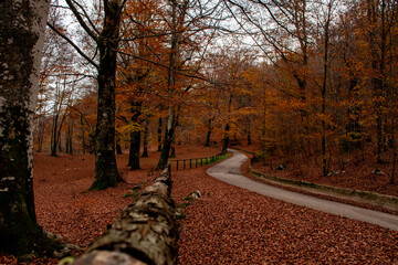 A road in the woods among the colors of autumn