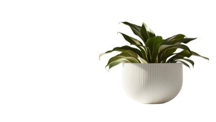 Modern indoor plant isolate on transparency background