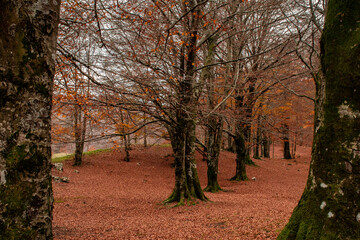The colors of autumn in the woods