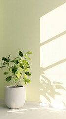 Fototapeta premium Elegant green plant in white pot with soft shadow on floor