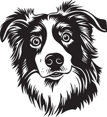 Fototapeta premium portrait of an australian shepherd dog