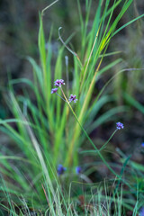 Purple flower in the grass