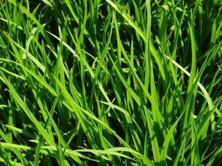 Obraz premium Vibrant green grass glistening in the sun, showcasing the beauty of spring, texture, lush, natural