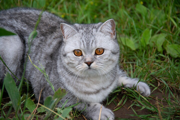 A gray British cat with amber eyes lies on the grass and looks to the side