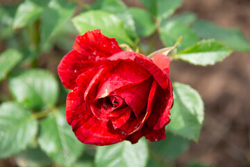Fototapeta premium Beautiful red rose close-up against a background of green leaves in the garden in summer.
