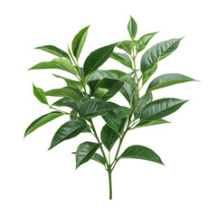 Obraz premium Fresh green leaves on a branch with a white isolated background