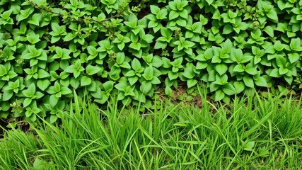 Obraz premium Vibrant green grass in a spring meadow with dew drops, greenery, lush, serene