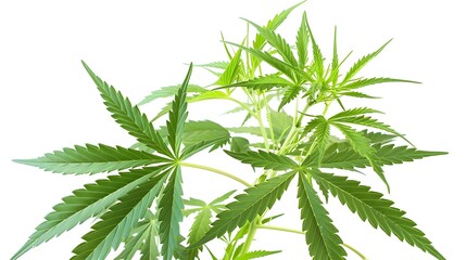 A close-up view of cannabis plant leaves showcasing their distinctive shape and vibrant green color.