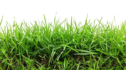 Obraz premium A close-up view of lush green grass, showcasing its vibrant texture and natural beauty.