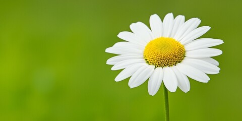 Fototapeta premium Garden of Sentiment and Appreciation concept. A close-up of a white daisy with a yellow center, set against a soft green background, evoking a fresh and natural feel.
