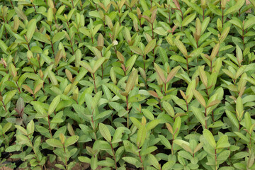 Obraz premium Young Guava Plant in Early Growth Stage