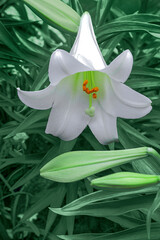 Spring lilies flowers in green grass