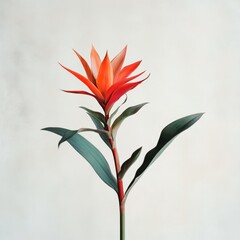 A single red flower with green leaves against a white background.