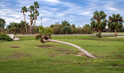 Palm tree leaning out over the grass at MacDill AFB golf club