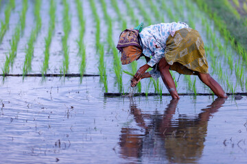 Agriculture. Young rice sprouts in a field.  Woman planting rice seedlings.  Yogyakarta. Indonesia.