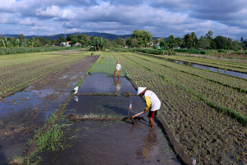 Agriculture. Young rice sprouts in a field.  Farmer planting rice seedlings.  Yogyakarta. Indonesia.