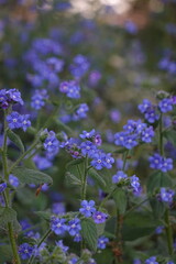 Obraz premium flowers in the garden