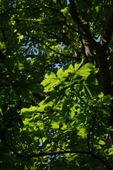 Fototapeta premium buckeye, horse chestnut