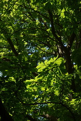 Fototapeta premium buckeye, horse chestnut