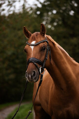 Chestnut Horse Portrait with Bridle in Natural Background
