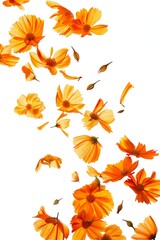 Marigold petals flying isolated on a white background