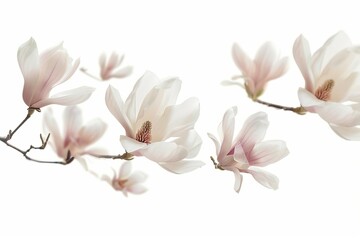 Obraz premium Magnolia flowers flying isolated on a white background