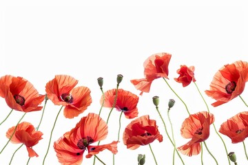 Obraz premium Poppy flowers flying isolated on a white background
