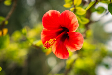 Hibiskusblüthe in Tunesien © Michael