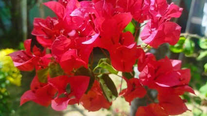Close-up view of a cluster of vibrant red bougainvillea flowers.