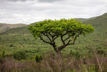 Fototapeta premium Acacia tree in African savannah, cloudy sky. Vachellia tortilis in South Africa