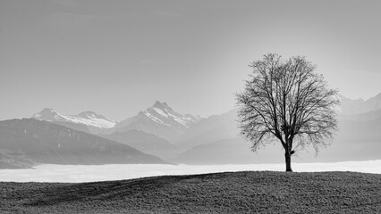 Der einsame Baum &uuml;ber dem Nebelmeer
