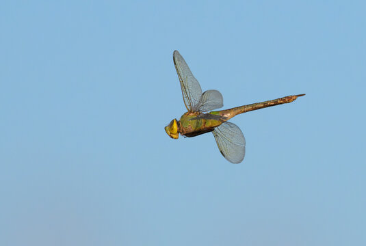 Green darner dragonfly (Anax junius) femaly flying in blue sky, Galveston, Texas, USA.