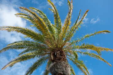 Palm tree on blue cloudy sky background, Coconut tree silhouette