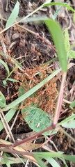 Fototapeta premium Ants colony in the ground