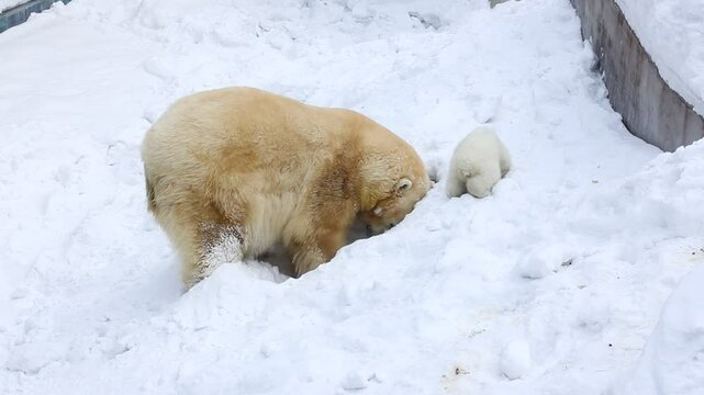 The family of polar bears digs a den. The happy bear cub plays with mother.	
