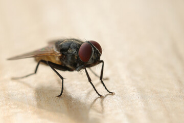 Fly or housefly looking for food. Flies are carriers of various diseases such as food poisoning,...