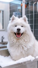 Fototapeta premium Happy white samoyed dog sitting in sink full of soap bubbles