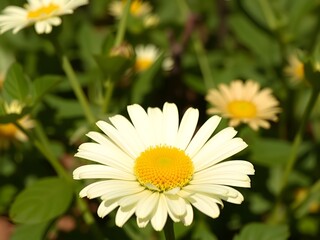 Obraz premium daisy in the garden
