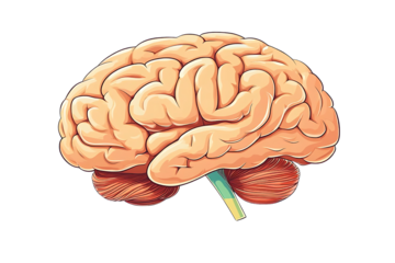 Biological brain image. A detailed illustration of a brain showcasing its intricate folds and structure, with prominent features highlighted in a vibrant color scheme.