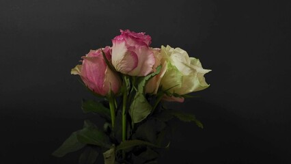Bouquet of various coloured roses on a black background. Multi-coloured roses on dark background