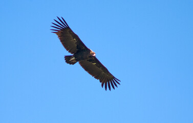 Obraz premium Vautour moine, .Aegypius monachus, Cinereous Vulture, Parc naturel régional des grands causses 48, Lozere, France